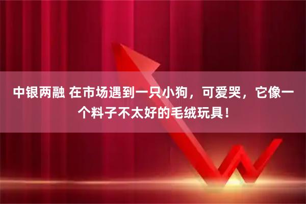 中银两融 在市场遇到一只小狗,可爱哭,它像一个料子不太好的毛绒玩具!